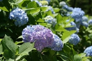 20070712_388634.jpg
