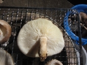 IMG_2764-1.jpeg