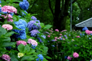 fuji13.jpg